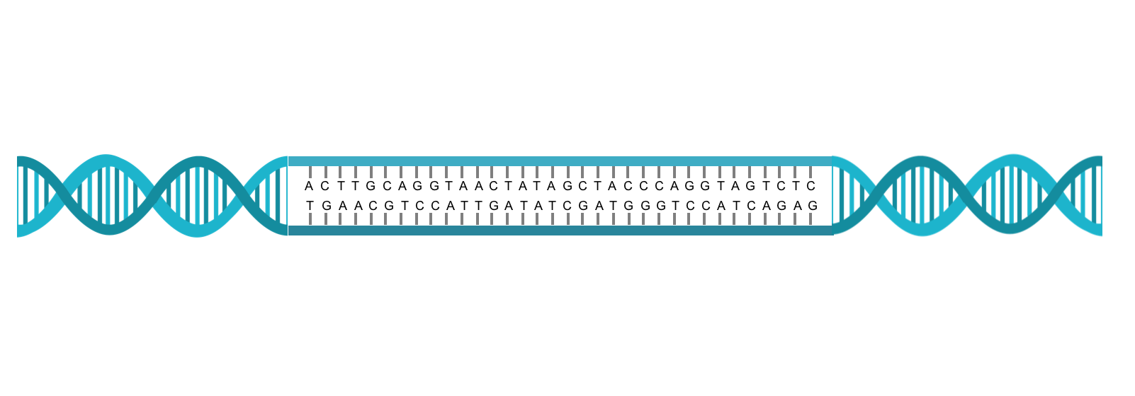 Figure 1:DNA