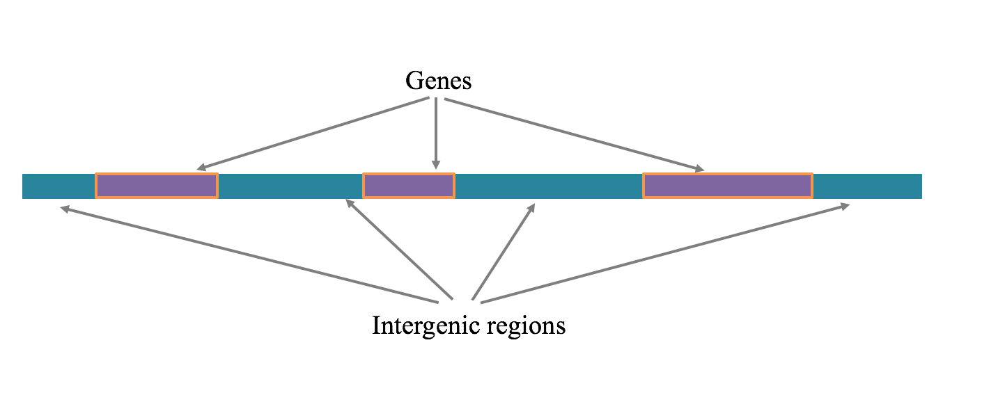 Figure 2:Gene