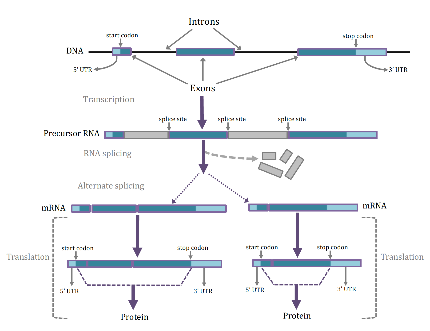 Figure 3:Gene processing