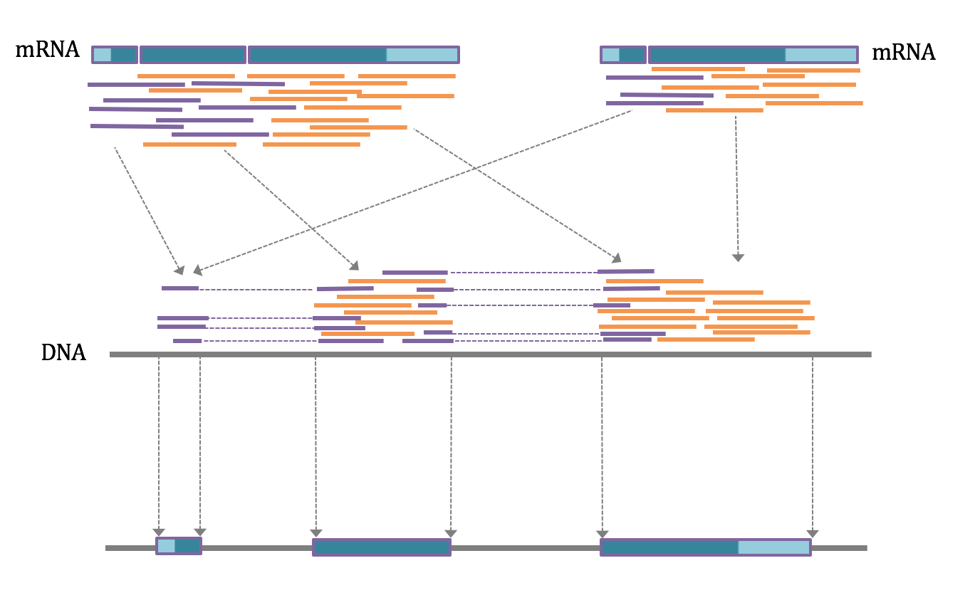 Figure 4:RNA Mapping